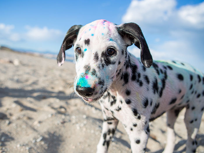 A Dalmatian on the beach with colorful dye on its fur. 
