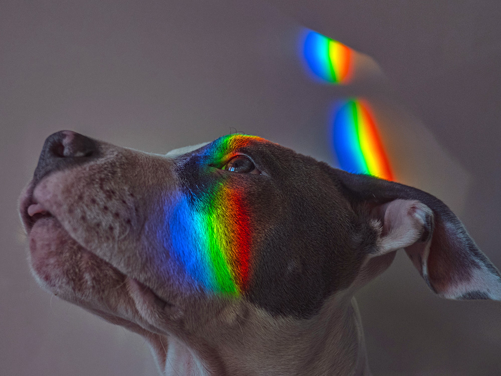 Pit Bull dog with rainbow reflection of light on his face.