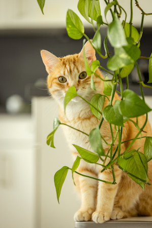 Curious cat behind a Pothos plant at home.
