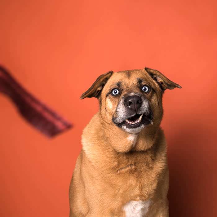 a dog looks at a piece of bacon in front of an orange backdrop