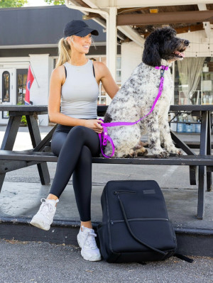 The Modern Dog Company dog in a purple collar and leash
