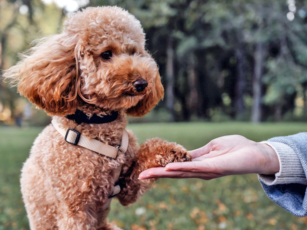 Dog giving someone it's paw outside.