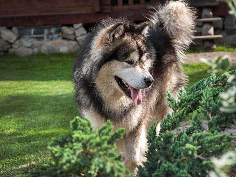 Male Alaskan Malamute dog stands in the yard between the plants