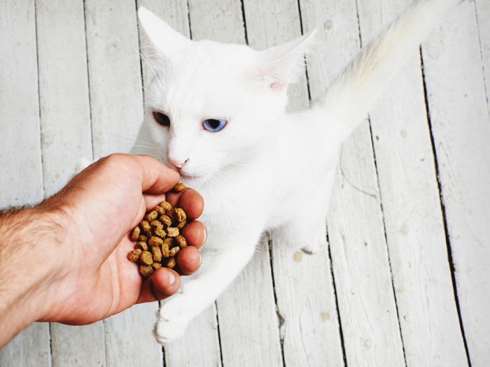 Close up view of a person's hand feeding a white cat with food