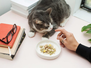 Close up view of a person's hand feeding a gray cat with food