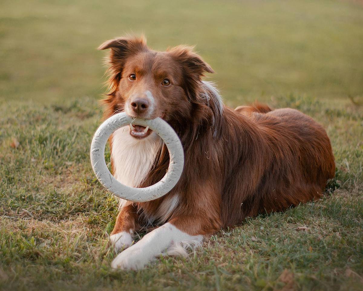 border collie with a round toy in their mouth