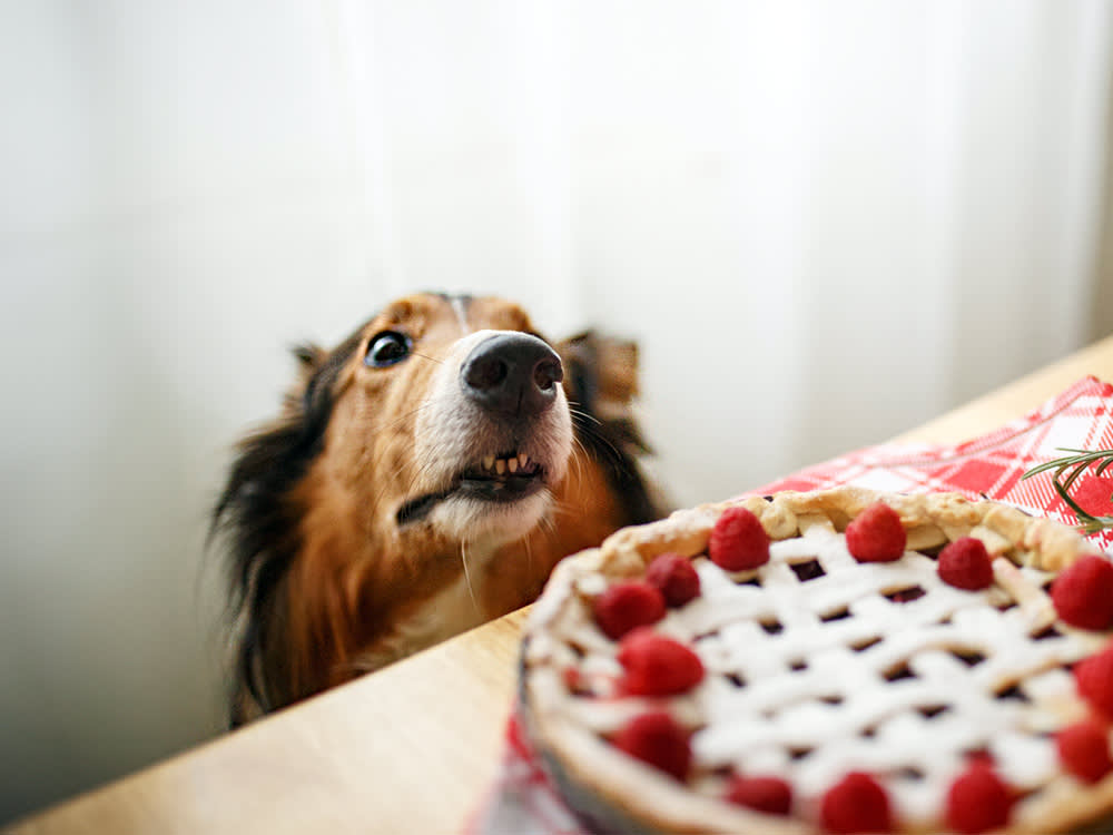 Dog sniffing Baked raspberry pie on dining room table.

