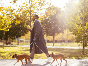 A well dressed man walking two dogs outside in a park. 