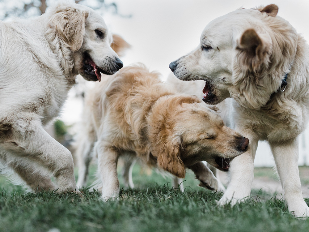 Three golden retriever's playing in the grass. 