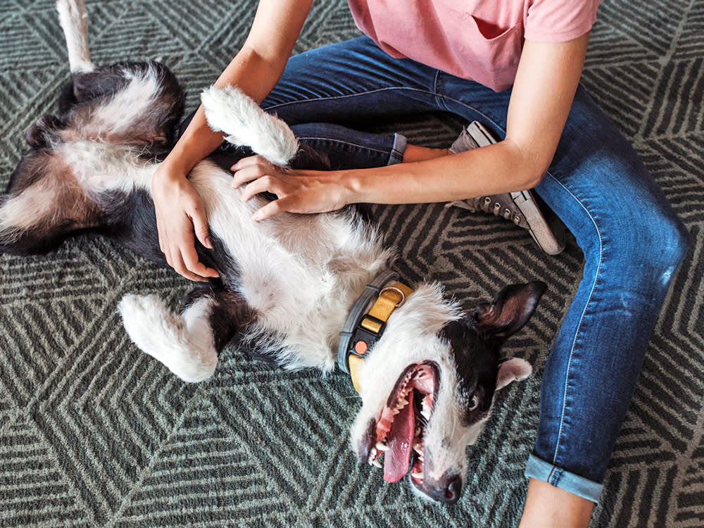 a woman in jeans gives her black and white dog belly scratches