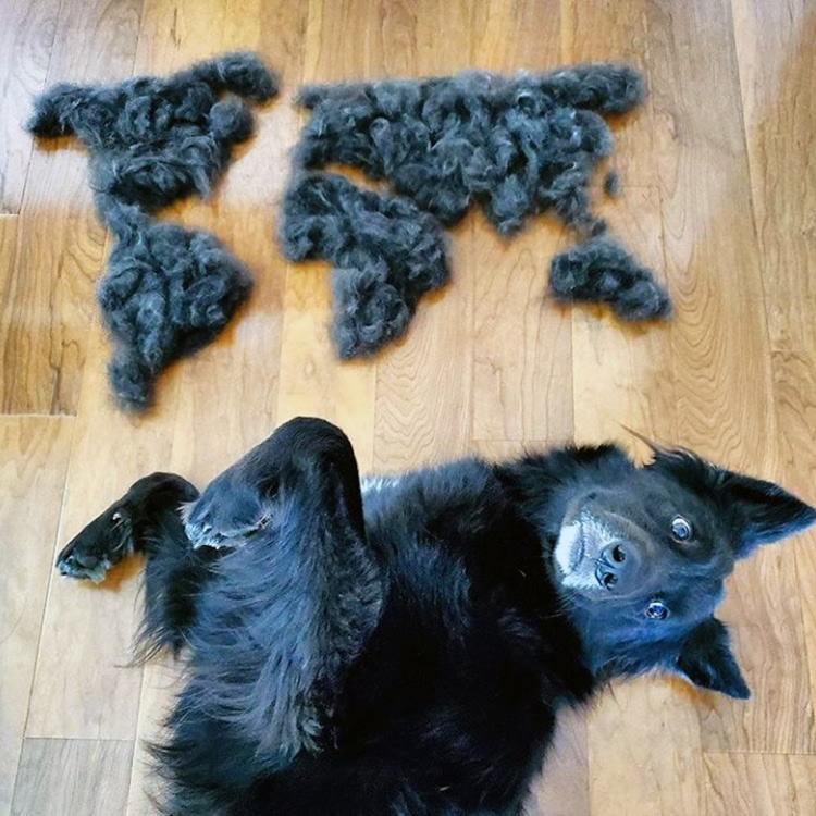 Black dog laying on its back on the floor with a world map formed out of his fur next to him