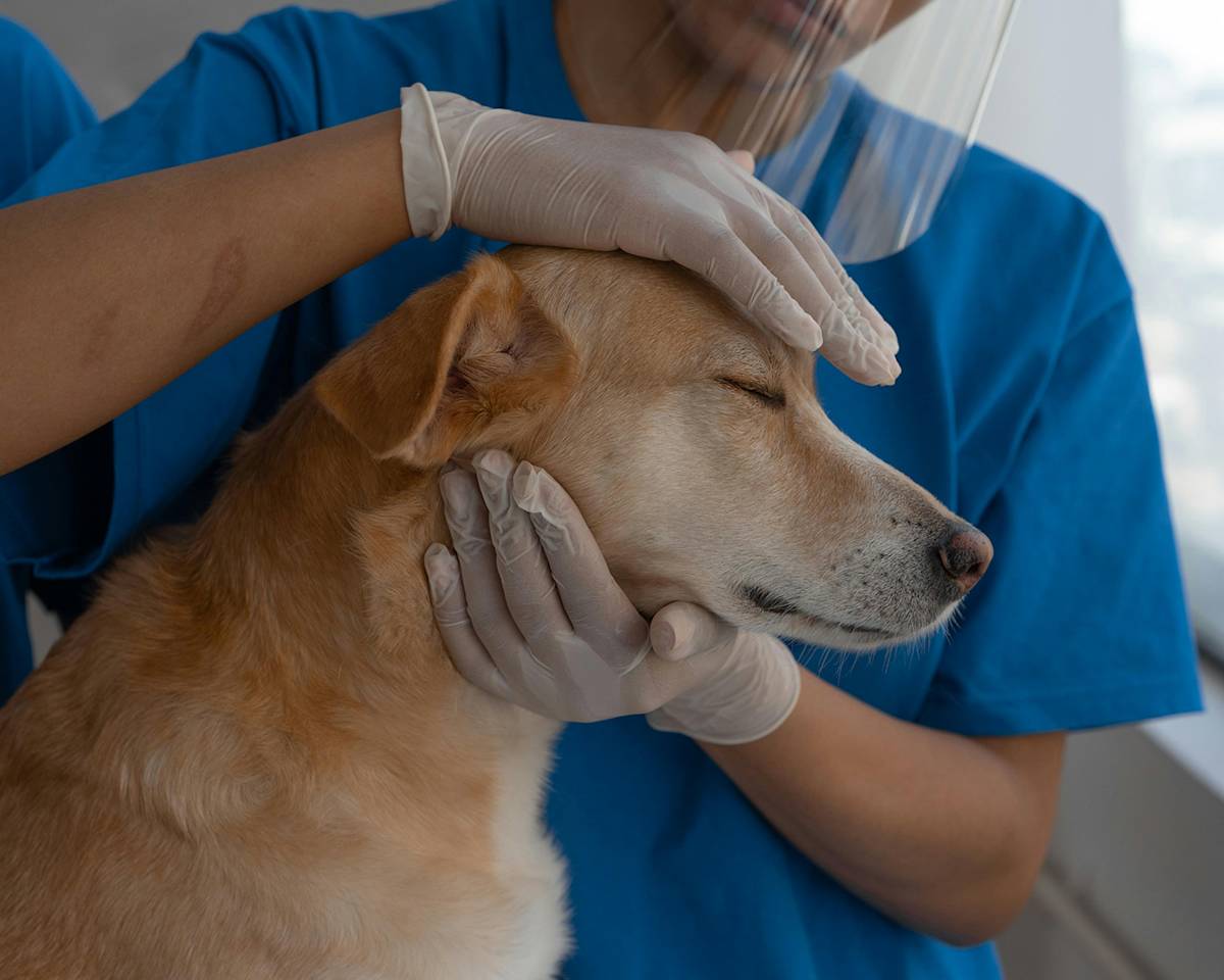 vet examining a golden dog