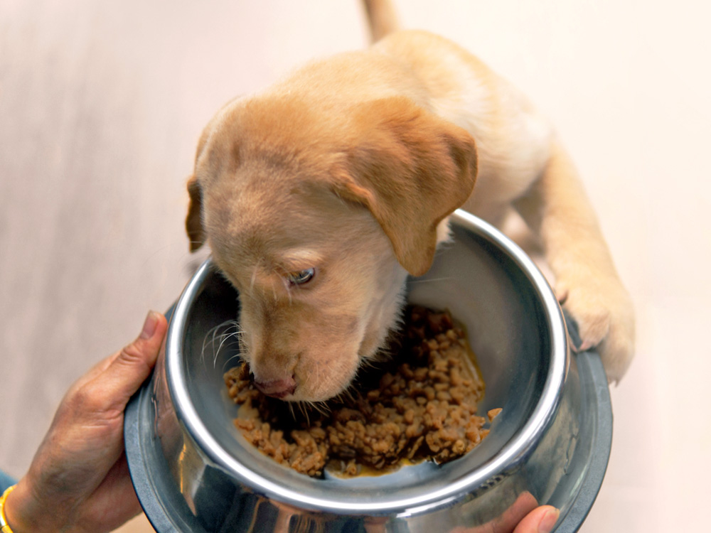 When Can Puppies Eat Wet Food How to Introduce It Kinship