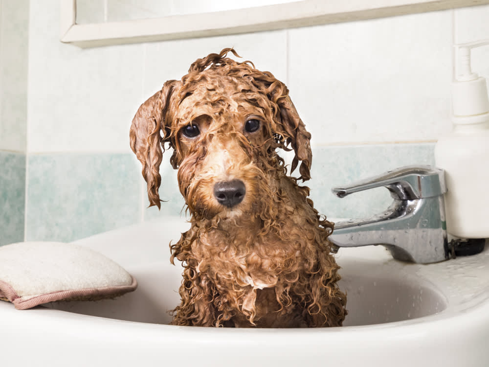 7 Ways Baking Soda Can Keep Your Dog (And Your House) Clean · The Wildest