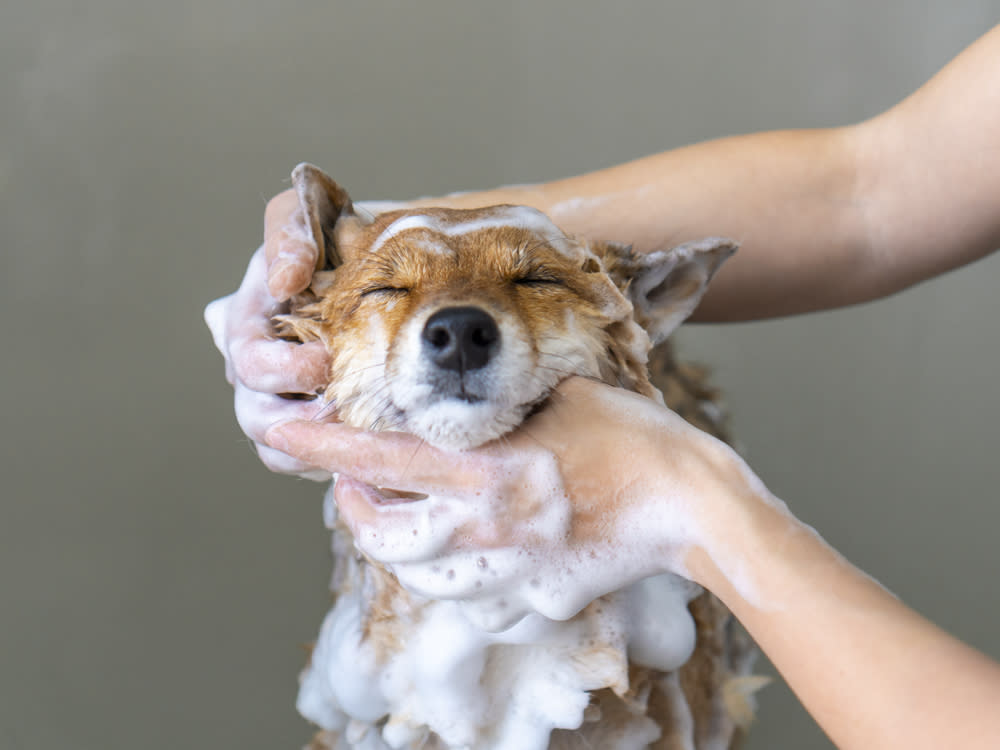 A dog getting his face scrubbed with soap. 