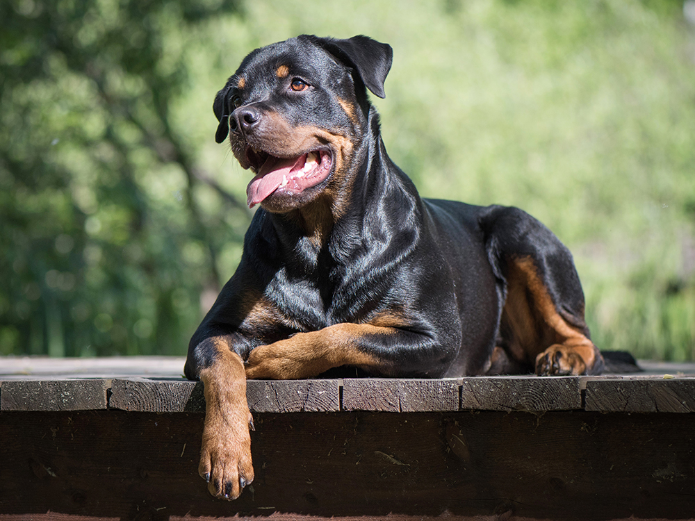 rottweiler