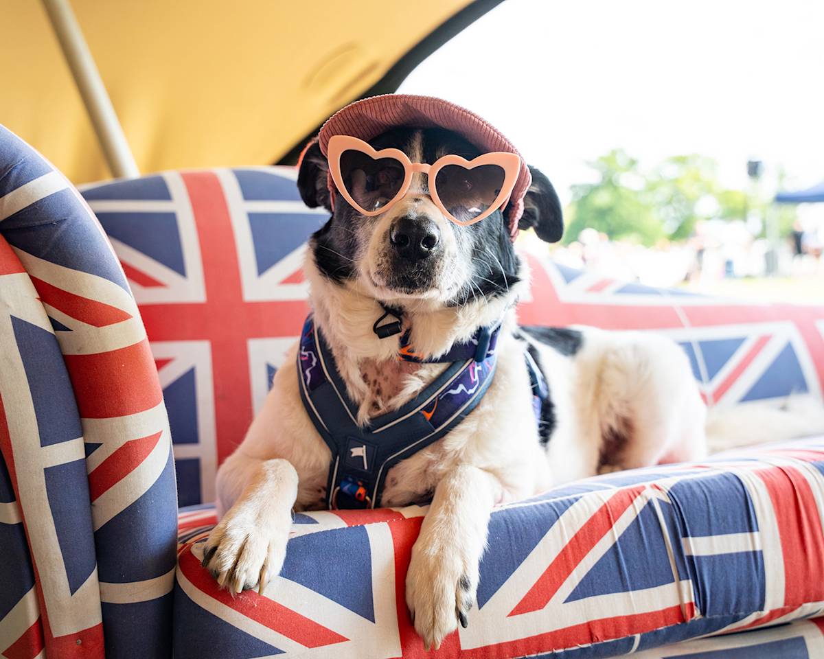 Dog wearing sunglasses sitting at a festival