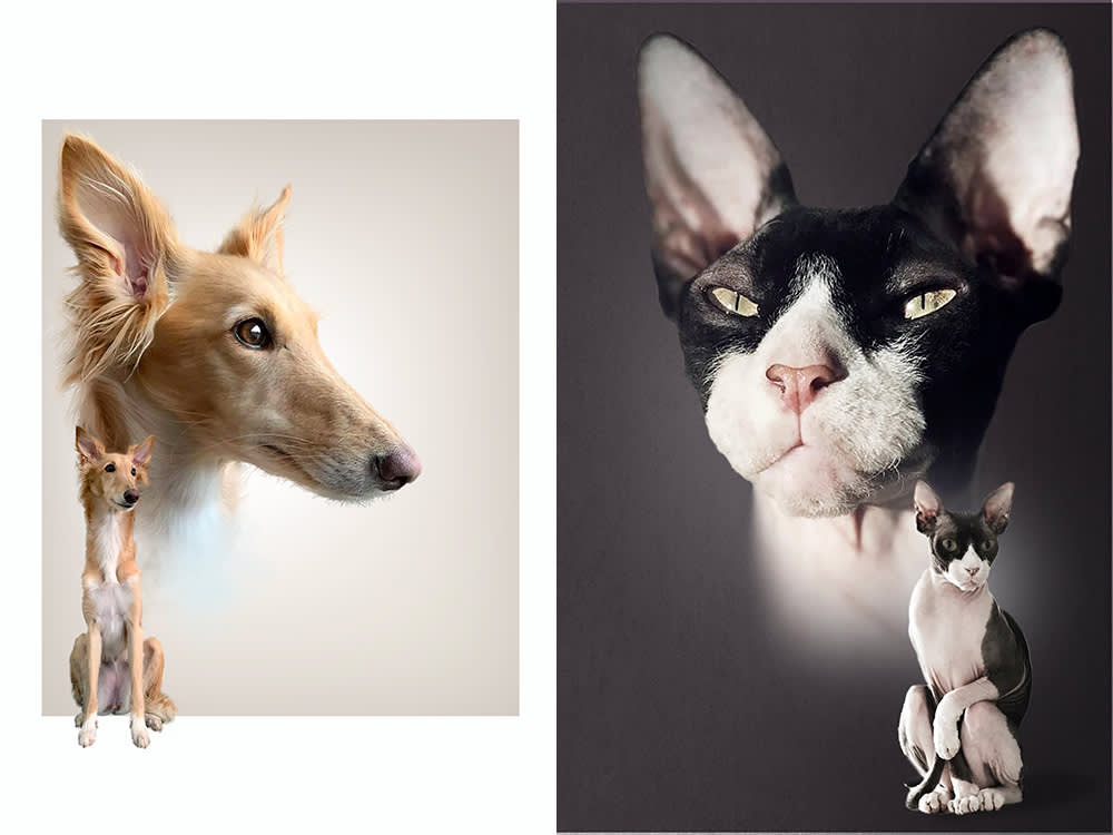 wild masterpieces portraits of dogs and cats