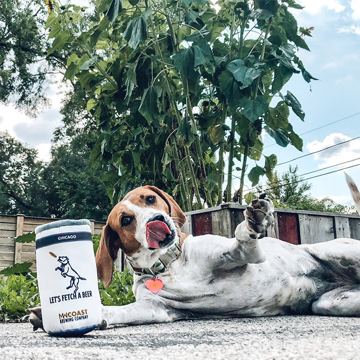 dog with a Midwest Coast Brewing can