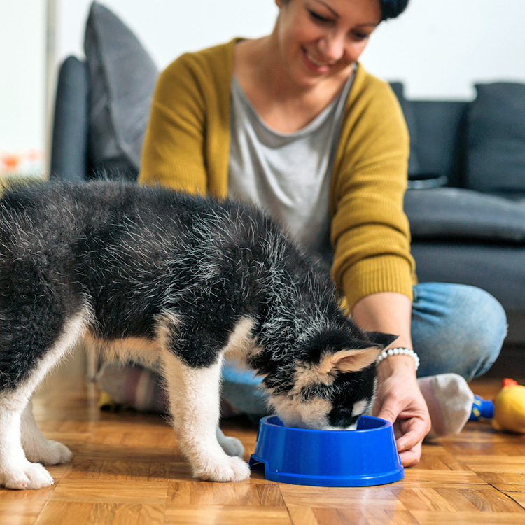 Woman feeding her husky puppy at home.