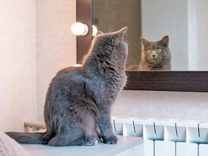 Cat looking in the mirror at home.