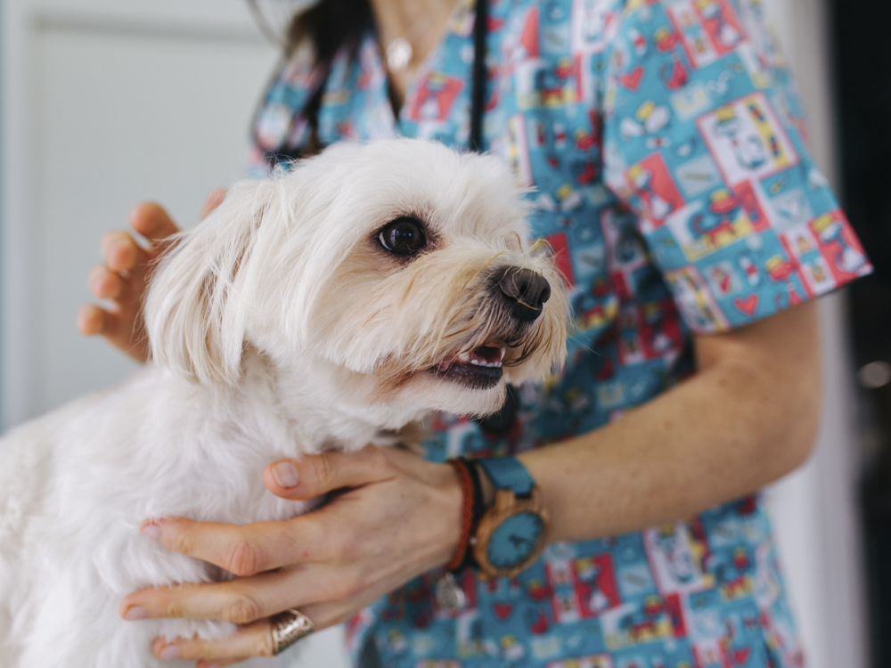 Does Your Dog Need a Flu Shot? Â· The Wildest