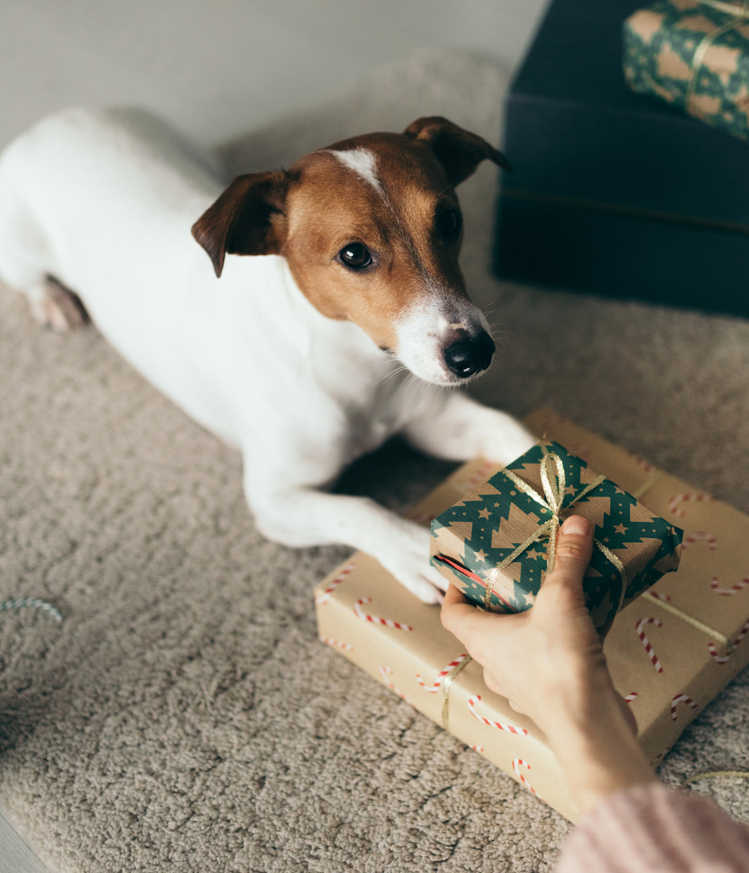 jack russell dog looking at christmas presents