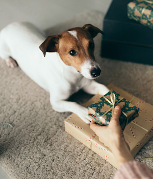 jack russell dog looking at christmas presents