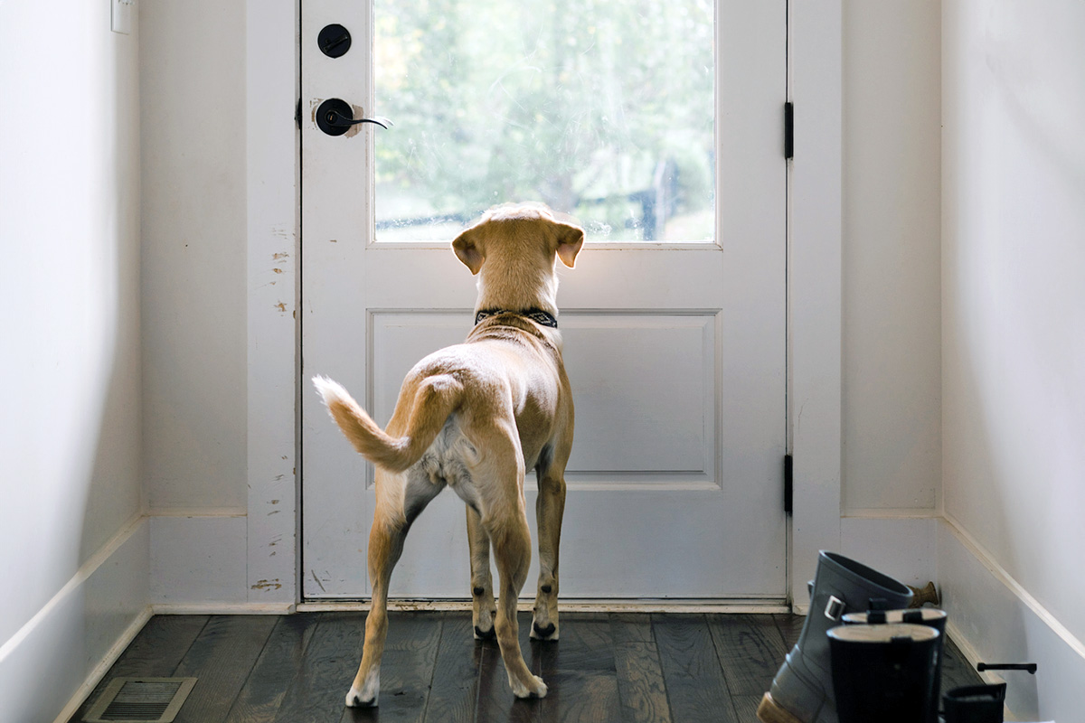 Dog by a door looking out a window