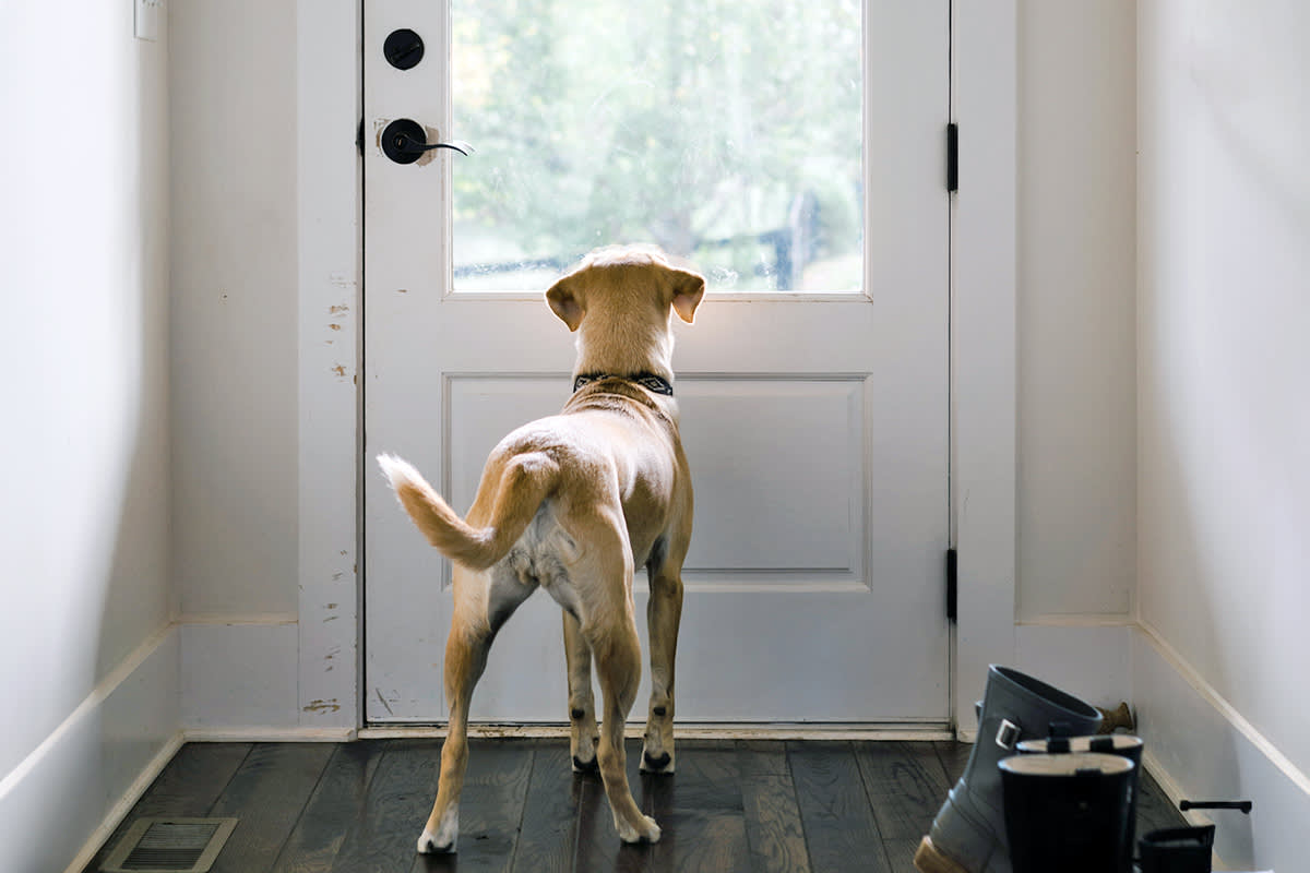 Dog by a door looking out a window