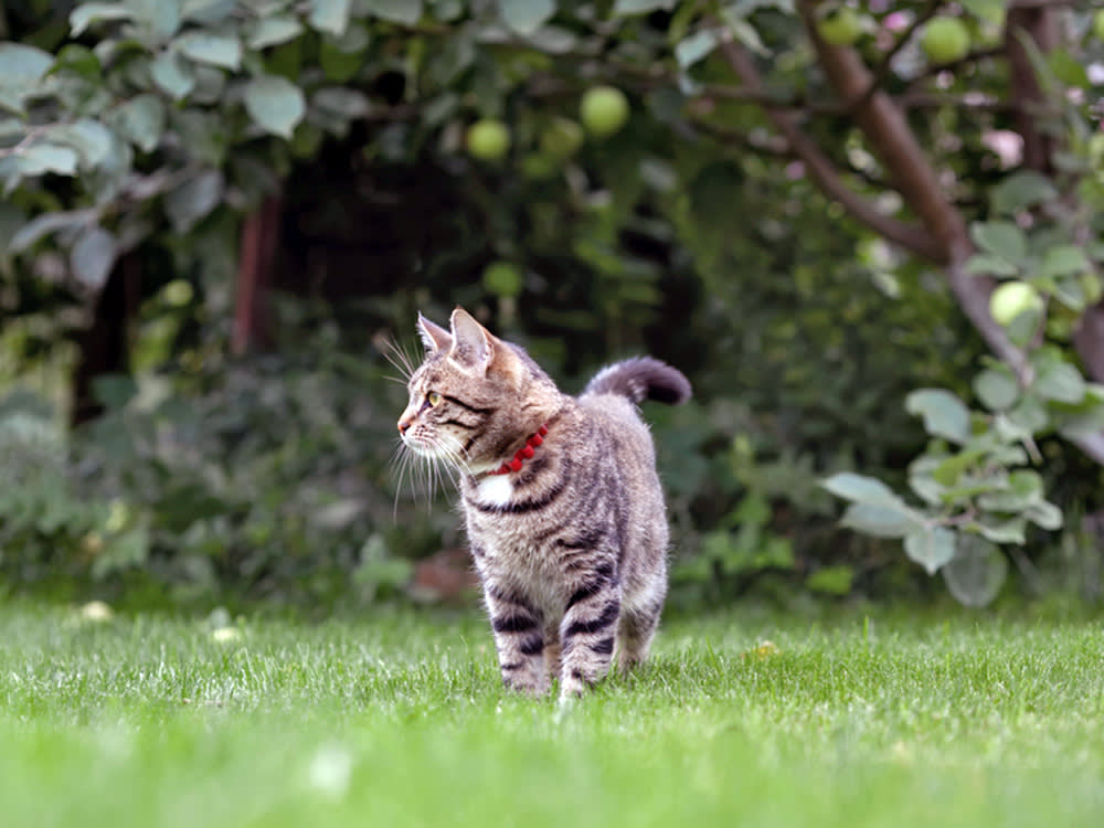 Cat wandering outside in the grass.