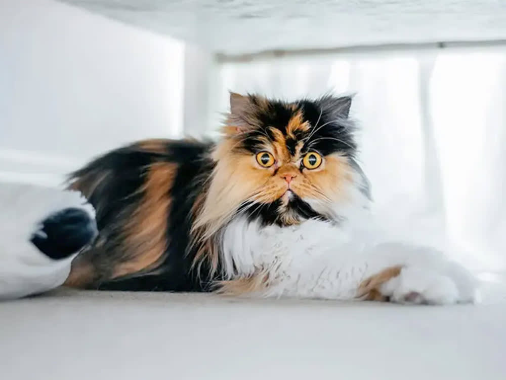 A cat sits on an unmade bed.