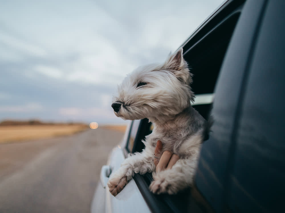 Woman's hand holding a dog looking out of the window of a car driving down a desert road