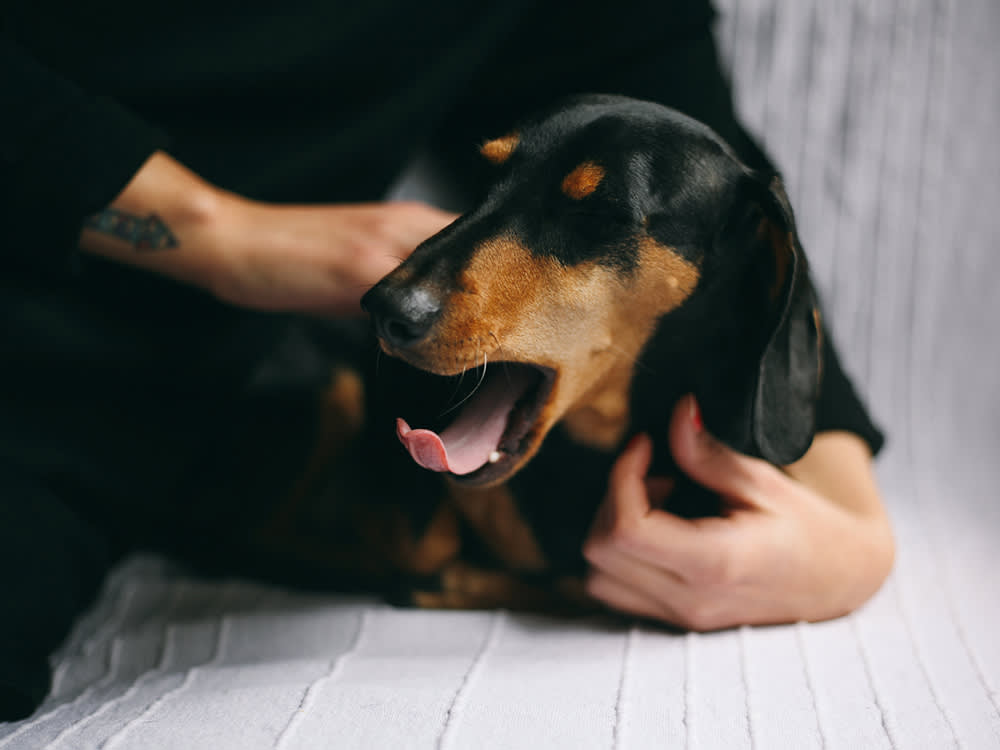A persons hands petting a coughing Dachschund dog
