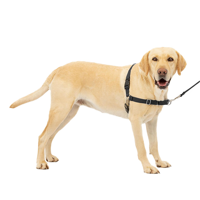 PetSafe harness