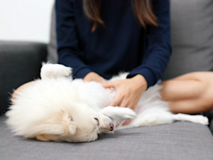 Woman petting her dog's stomach on the couch.