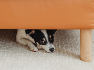 dog hiding under a couch afraid of noises