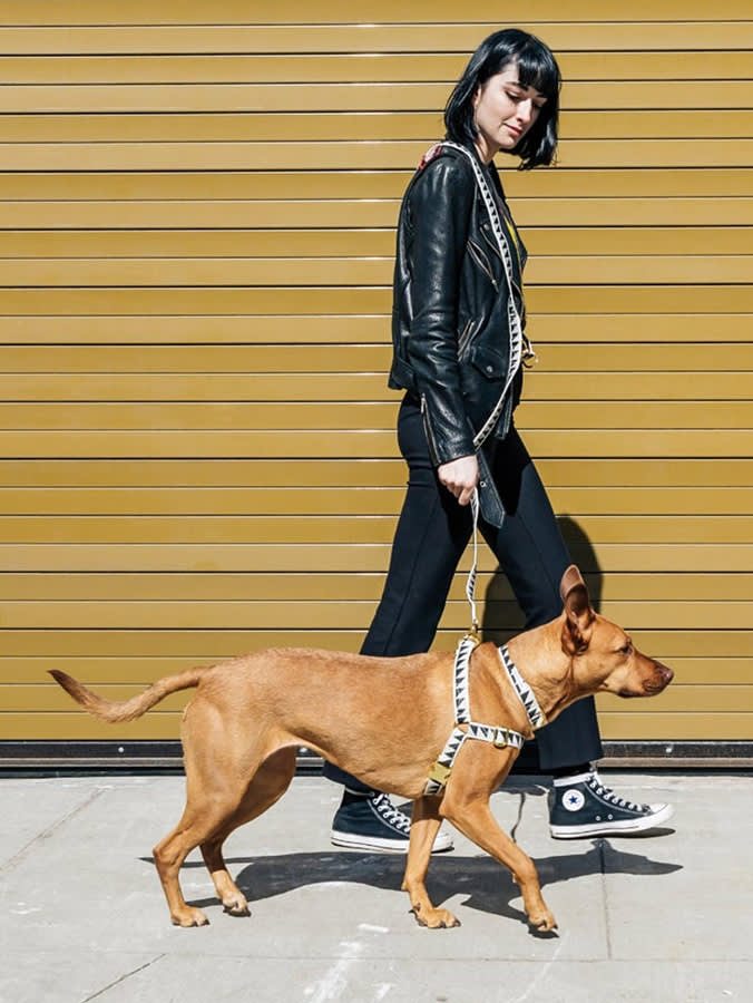 Woman with neck-length black hair wearing all black leather and black converse walking her brown dog on a black and white harness against a yellow tin background