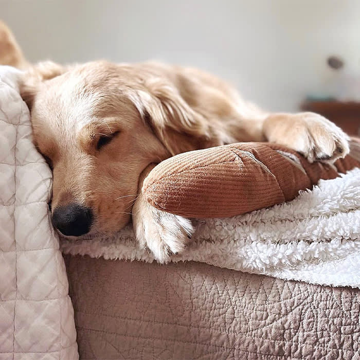 dog resting next to neutral dog toy on blanket