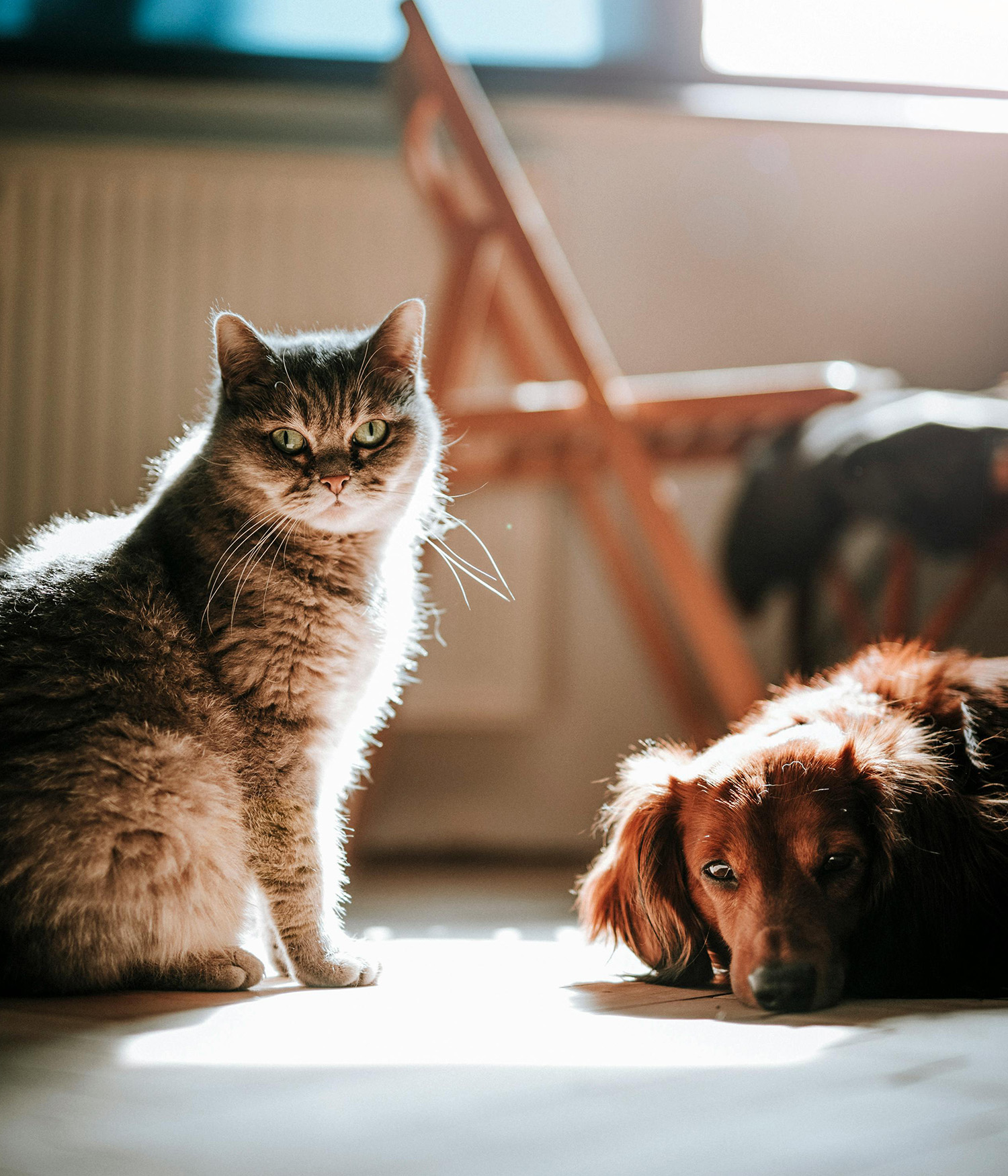 cat and dog looking sad and looking at the camera