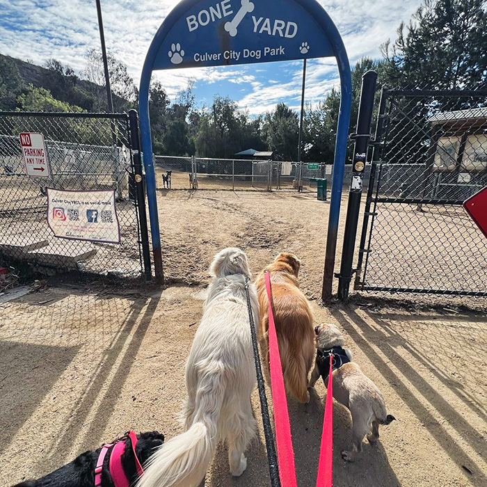 Boneyard Dog Park