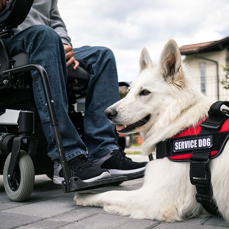 Someone and their service dog outside.