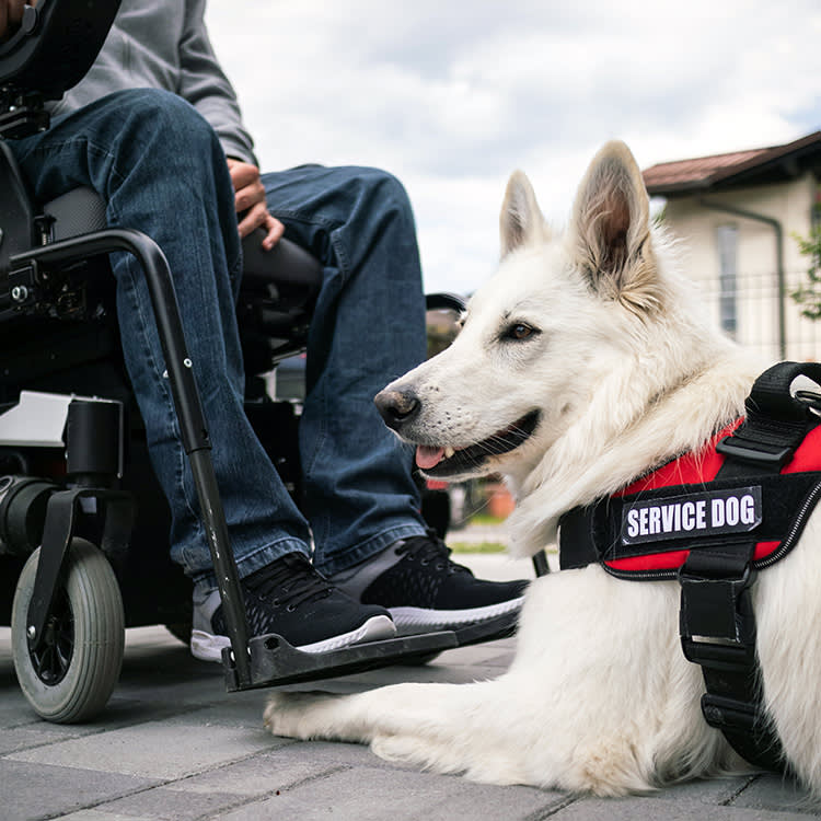 Someone and their service dog outside.
