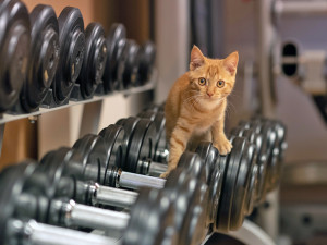 Small orange cat walking on dumbbells in gym.