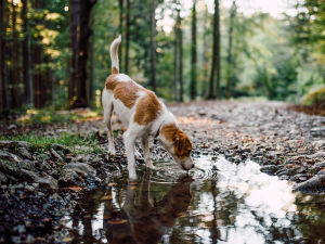 Dog Drinking Water From A Pond In The Nature