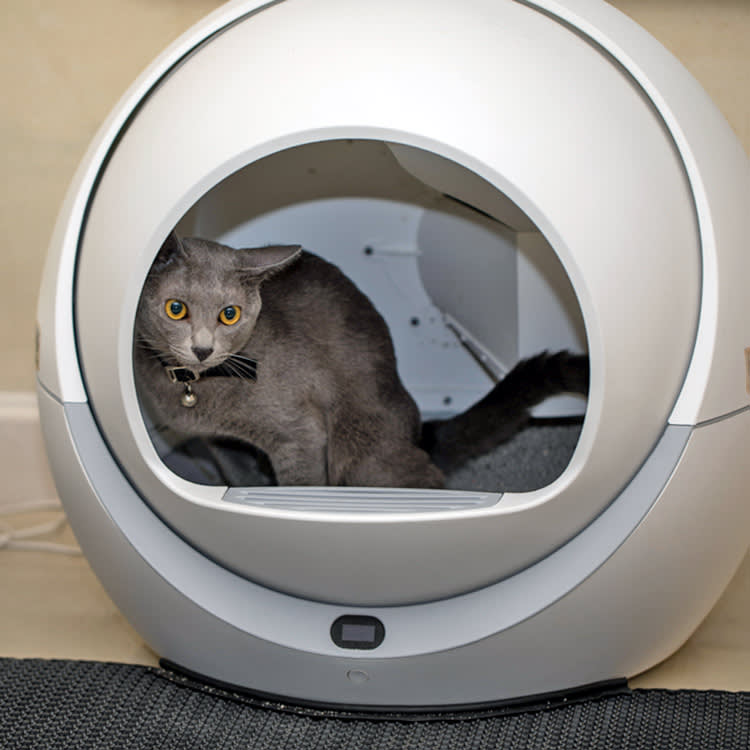 Cat sitting in an automatic litter box at home.