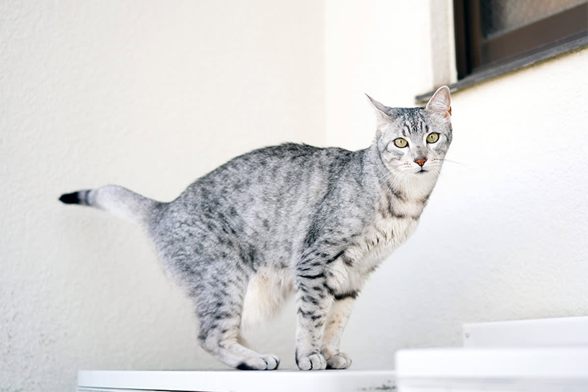 Egyptian mau