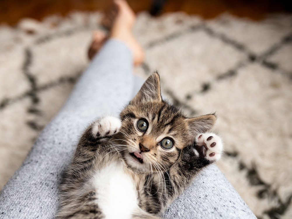 A kitten laying on a persons lap with their paws in the air. 