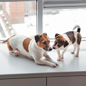 Two dogs meeting each other for the first time.