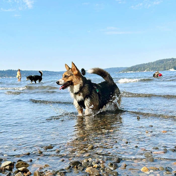 a dog in the water at Magnuson Park